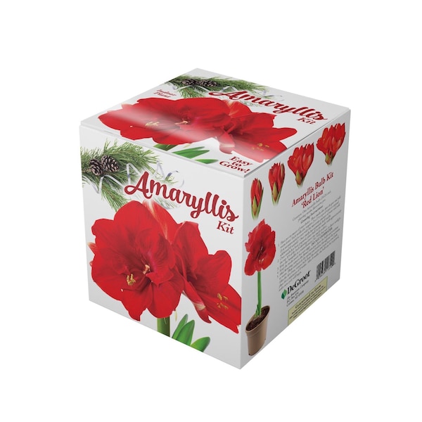 Degroot DeGroot Amaryllis Gift Box Bulb Kit 1 pk AY912A00 - main